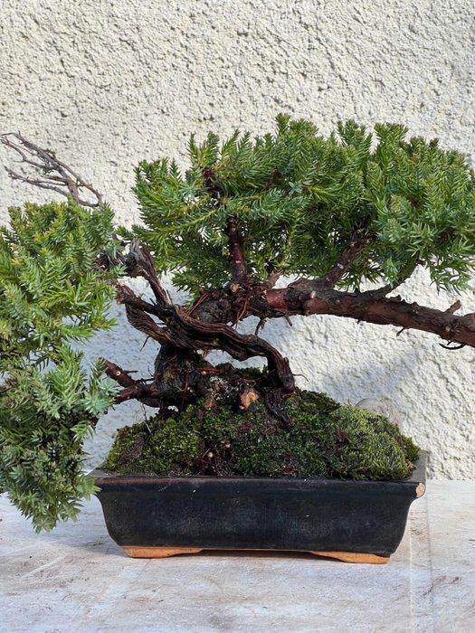 Jeneverbes bonsai (Juniperus) - Hoogte (boom): 18 cm -, Antiquités & Art, Curiosités & Brocante