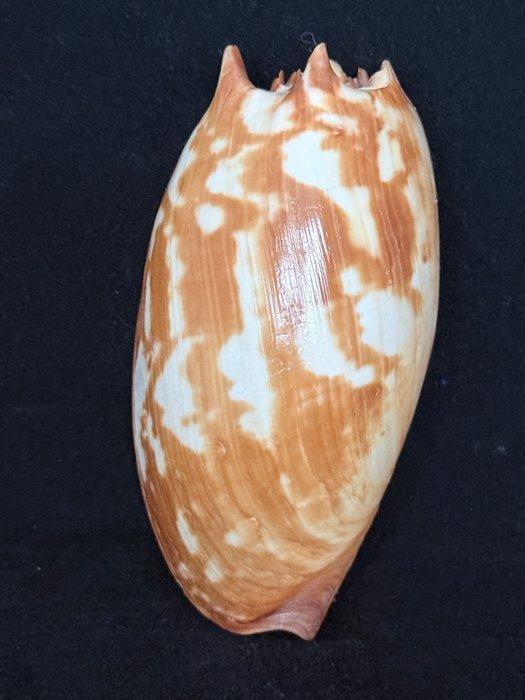 Zeeslak Zeeschelp - S-87 MELO AMPHORA (Zonder minimumprijs), Antiquités & Art, Curiosités & Brocante