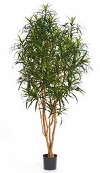 Kunstplant Dracaena Anita 180 cm, Huis en Inrichting, Kamerplanten, Verzenden