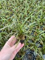 Cryptocoryne Balansae (Aquariumplanten, Aquarium producten), Dieren en Toebehoren, Verzenden, Nieuw, Plant(en), Steen of Hout