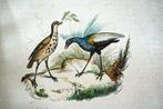 Buffon / Victor Adam - Histoire naturelle des Oiseaux - 1845, Antiek en Kunst