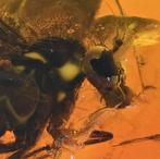 Baltic Amber - Dolichopodidae (vlieg) met verbazingwekkende