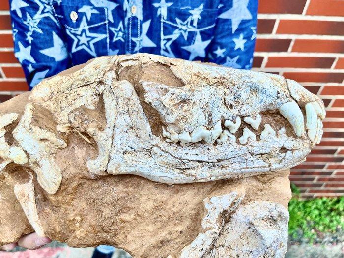 Zoogdier - Fossiele schedel - Canis teilhardi, Collections, Minéraux & Fossiles