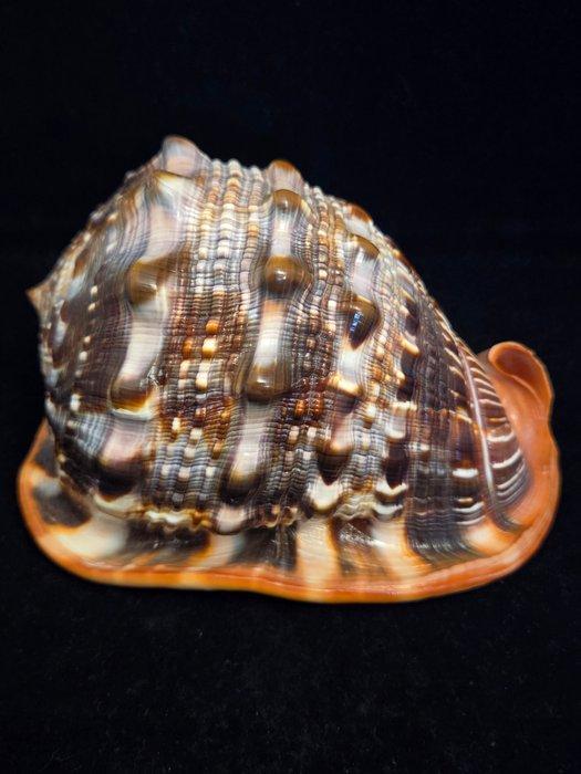 Zeeslak Zeeschelp - M-907 CASSIS RUFA (Zonder Minimumprijs), Verzamelen, Dierenverzamelingen