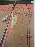 Anonymous - Anatomische leerposter van de Haar - Jaren 1960