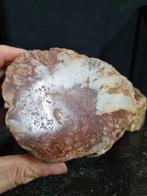 3 HQ Troncs de bois fossilisés, 12,5 - 11 cm - Plante