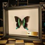 Vlinder Taxidermie volledige montage - Papilio blumei - 25