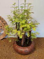 Kustmammoetboom bonsai (Sequoia) - Hoogte (boom): 42 cm -