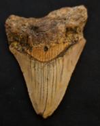 Megalodon - Fossiele tand - nice USA MEGALODON TOOTH - 9 cm