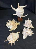 Mollusque Coquillage marin - No reserve Price-Harpago, Nieuw