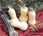 Butternut Pixy F1 flespompoen zaden