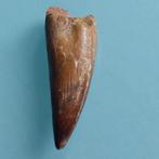 Dinosaurus - Fossiele tand - Spinosaurus aegyptiacus - 67 mm