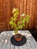 Japanese maple bonsai (Acer palmatum) - Hoogte (boom): 60 cm
