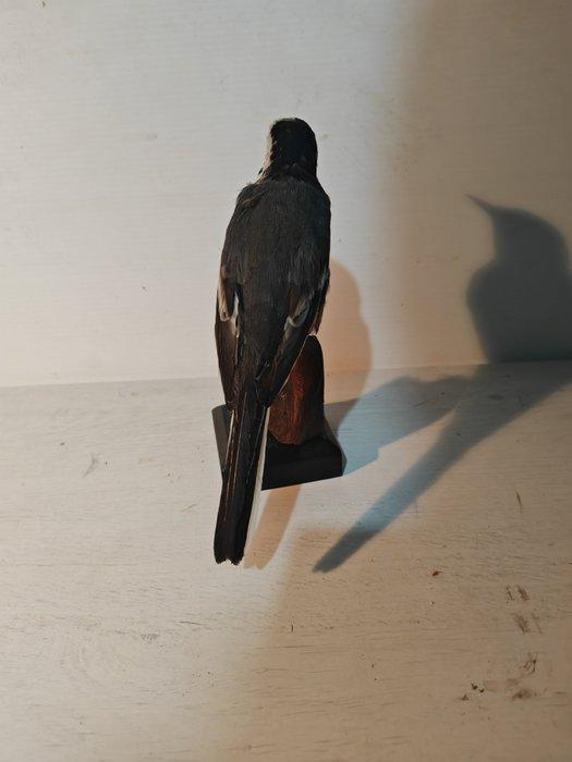 Ballerina bianca Taxidermie volledige montage - Motacilla, Verzamelen, Dierenverzamelingen