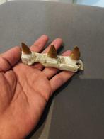 Mosasaurus - Fossiele tanden - 5 cm - 11 cm (Zonder, Verzamelen, Mineralen en Fossielen