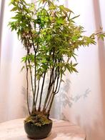 Acer yamamomiji forrest - Hoogte (boom): 32 cm - Diepte