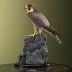 Barbarijse Valk Taxidermie Opgezette Dieren By Max, Ophalen of Verzenden, Nieuw, Vogel, Opgezet dier