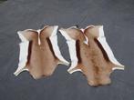 Pair South African Springbok Skins Taxidermie wandmontage -, Nieuw