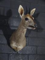 African Antelope Taxidermie wandmontage - Common Duiker -