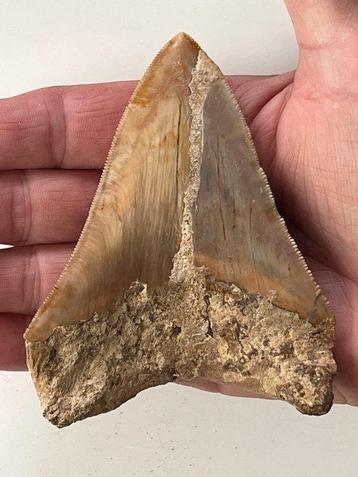 Megalodon tand 10,5 cm - Fossiele tand - Carcharocles