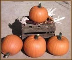 Paintball F1 pompoen 1000 zaden, Hobby en Vrije tijd, Knutselen, Nieuw