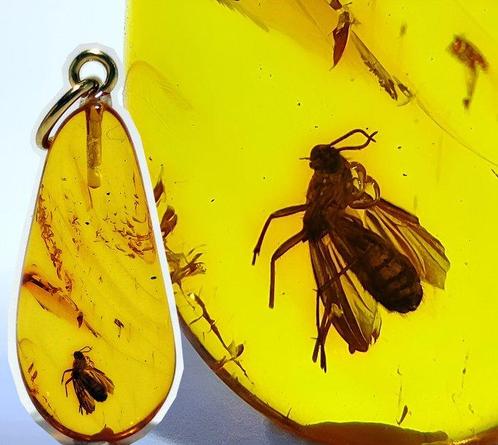 Fossile RARE de GNAT dans de lambre de la mer baltique –, Verzamelen, Dierenverzamelingen