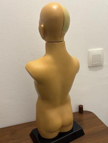 Onderwijs/demonstratiemodel - Plastic - 1980-1990 - Torso