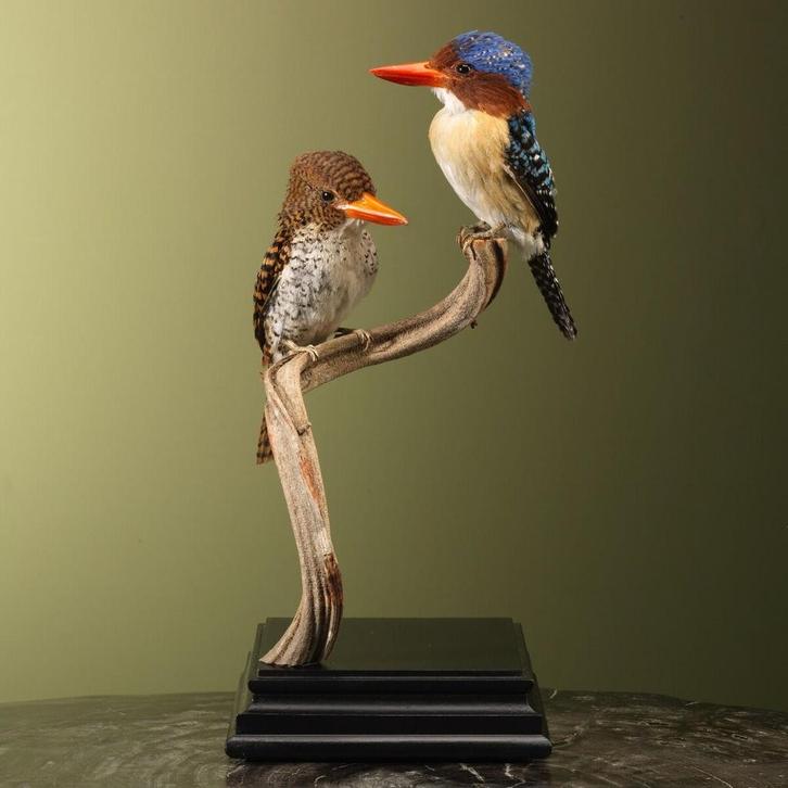 Zebra-IJsvogel Koppel Taxidermie Opgezette Dieren By Max, Verzamelen, Dierenverzamelingen, Opgezet dier, Nieuw, Vogel, Ophalen of Verzenden