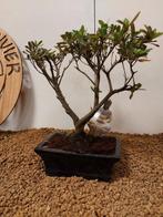 Azalea bonsai (Rhododendron) - Hoogte (boom): 23 cm - Diepte