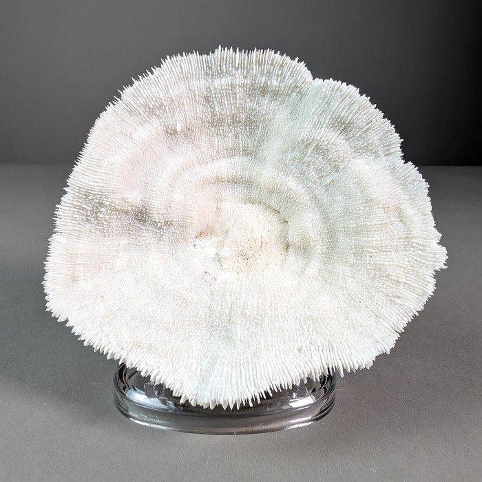 Schitterende kom koraal Koraal - Halomitra pileus (with, Verzamelen, Dierenverzamelingen