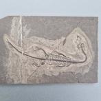 Prachtig bewaarde - Gefossiliseerd dier - Keichousaurus hui