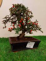Cotoneaster beauté corail - Hauteur (arbre) : 24 cm -, Antiek en Kunst, Curiosa en Brocante