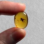 cricket - Barnsteen - 15 mm - 20 mm (Zonder minimumprijs)