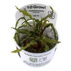 Tropica Cryptocoryne crispatula 1-2-grow! easy), Nieuw, Verzenden