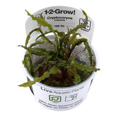 Tropica Cryptocoryne crispatula 1-2-grow! easy), Dieren en Toebehoren, Vissen | Aquaria en Toebehoren, Nieuw, Verzenden