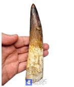 Dent de dinosaure Spinosaurus exceptionnelle, géante et, Collections