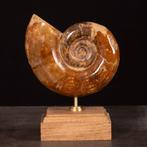 Ammoniet op houten standaard - Gefossiliseerd dier -