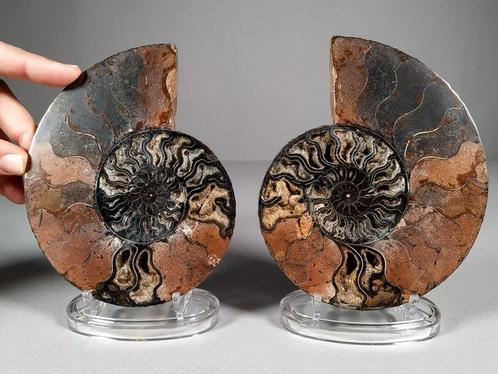 Gedeeld paar zwarte ammonieten - Gefossiliseerde schelp -, Verzamelen, Mineralen en Fossielen