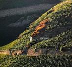 2010 Fritz Haag, TBA privately labeled for OHMS,