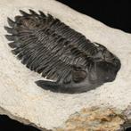 Trilobieten: Getuigen van de dageraad van het leven Fossiele, Nieuw