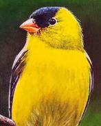 Sabrina RIGGIO - Chardonneret jaune