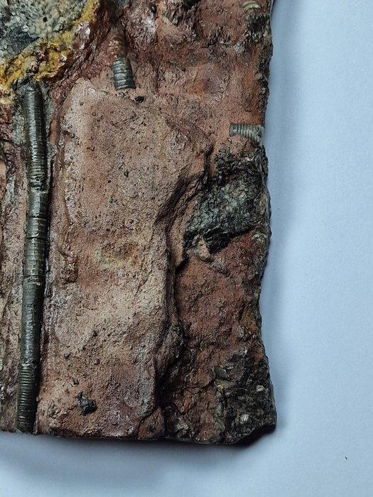 Crinoide - Gefossiliseerd dier - 16.5 cm (Zonder, Verzamelen, Mineralen en Fossielen