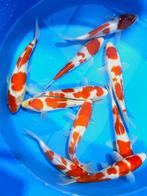 Hirasawa Marusei 22-27cm (Japanse Koi), Ophalen of Verzenden