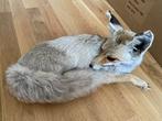 vos Taxidermie volledige montage - Vulpes vulpes - 18 cm -, Verzamelen, Dierenverzamelingen, Nieuw