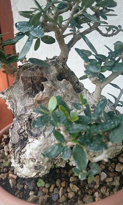 Olea Oleaster - Hoogte (boom): 18 cm - Diepte (boom): 10 cm, Antiek en Kunst, Curiosa en Brocante