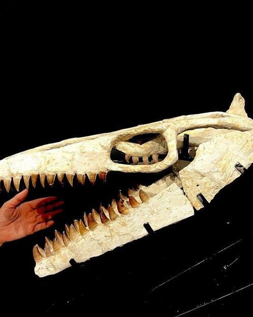 Mosasaurus - Fossiele schedel - mosasaurus sp - 40 cm - 53, Verzamelen, Mineralen en Fossielen