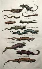 Matthäus Merian (1593-1650) - hand coloured folio: Lizards,