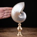 Decoratief parelmoer nautilus Taxidermie volledige montage -, Verzamelen