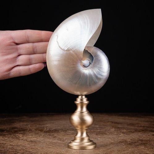 Decoratief parelmoer nautilus Taxidermie volledige montage -, Verzamelen, Mineralen en Fossielen