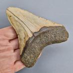 Megalodon Shark - Fossiele tand - megaselachus megalodon -
